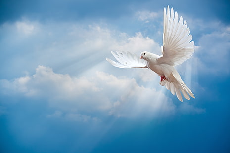 the-sky-bird-the-world-white-wallpaper-thumb